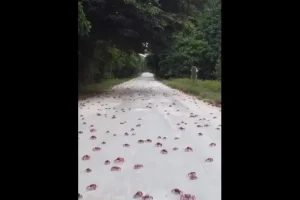 Milhares de caranguejos pintam Austrália de vermelho em migração anual