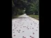 Milhares de caranguejos pintam Austrália de vermelho em migração anual
