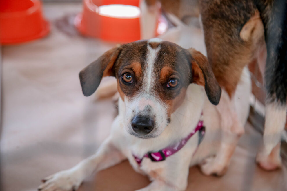 Pesquisadores realizam primeiro levantamento populacional de cães e gatos em Maringá