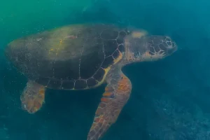 Turista toca em tartaruga em Noronha, posta vídeo e é multada em R$ 10 mil