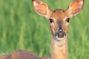 Zumbis da vida real que você não sabia que existiam