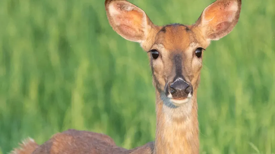 Zumbis da vida real que você não sabia que existiam