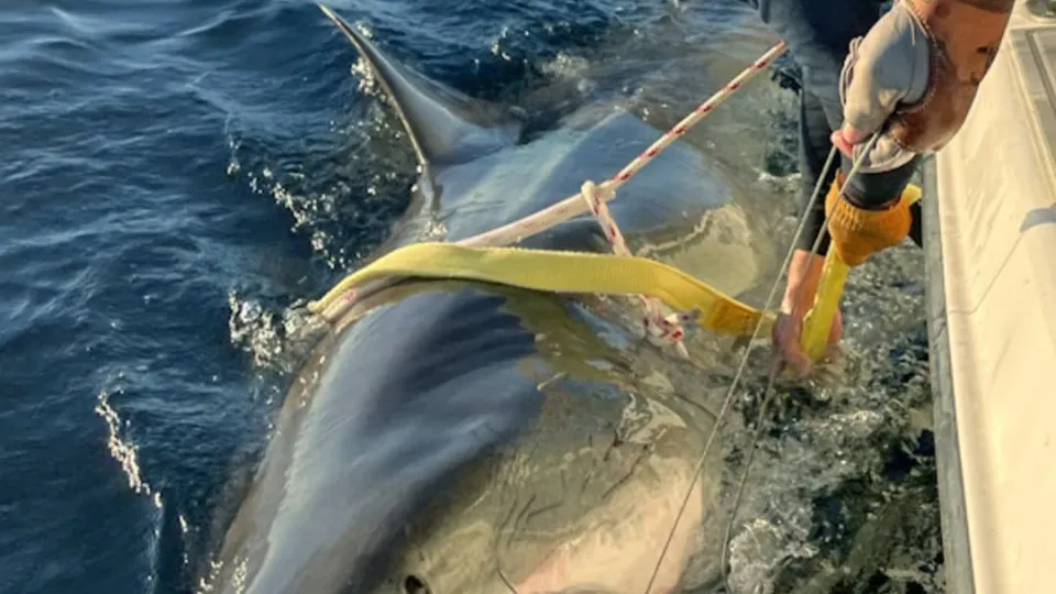 Tubarão-branco gigante retorna à costa dos EUA após migração ao Canadá