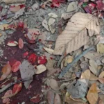 Homem é morto a tiros pelo irmão em Guarujá (SP)