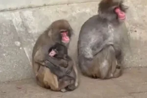 Após conquistar internet, Punch já tem amigos: "Resiliência"