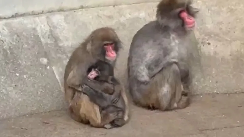 Após conquistar internet, Punch já tem amigos: "Resiliência"