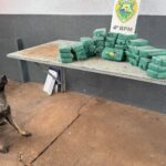Cão farejador descobre fundo falso com 40 tabletes de crack em Maringá