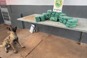 Cão farejador descobre fundo falso com 40 tabletes de crack em Maringá