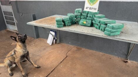 Cão farejador descobre fundo falso com 40 tabletes de crack em Maringá