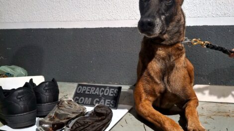 Cão farejador encontra droga avaliada em R$ 120 mil escondida em banheiro da rodoviária de Maringá