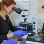 Cientistas rejuvenescem cobaias restaurando células velhas