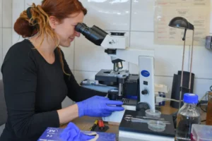 Cientistas rejuvenescem cobaias restaurando células velhas