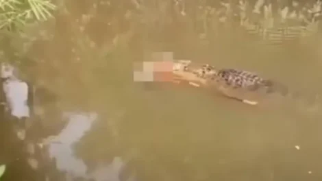 Crocodilo de 6 metros é visto carregando corpo de mulher desaparecida