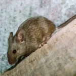 Peste Negra está ativa nos EUA — e já fez vítima fatal em 2025