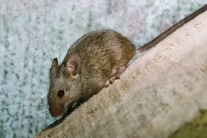 Peste Negra está ativa nos EUA — e já fez vítima fatal em 2025