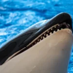 Por que orcas são gênios do mal?