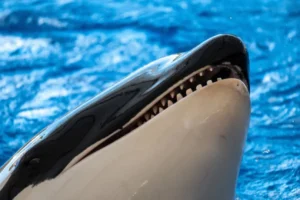 Por que orcas são gênios do mal?