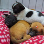 Prefeitura de Maringá promove feirinha de adoção de cães no Jardim Alvorada