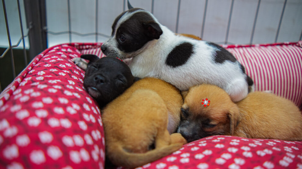 Prefeitura de Maringá promove feirinha de adoção de cães no Jardim Alvorada