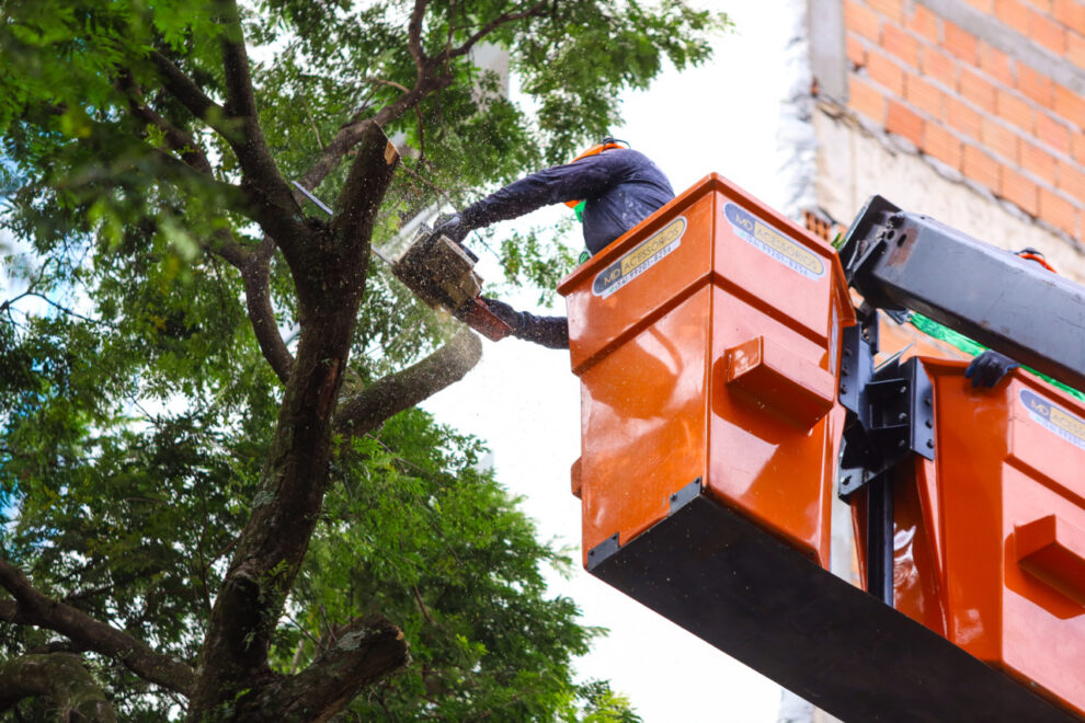Prefeitura tem duas empresas credenciadas para prestação de serviços de arborização