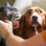 Senado aprova política de proteção a animais resgatados em desastres