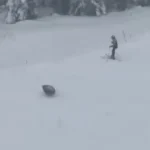 Ursos invadem pista de esqui nos EUA e surpreendem turistas; assista