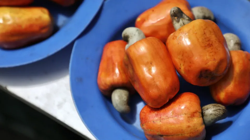 As frutas mais venenosas (e perigosas) do mundo