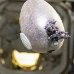 Astronauta mostra “batata alienígena” no espaço e viraliza