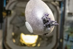 Astronauta mostra “batata alienígena” no espaço e viraliza