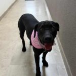 Cachorra é resgatada com perda de dentes e suspeita de agressão em Maringá