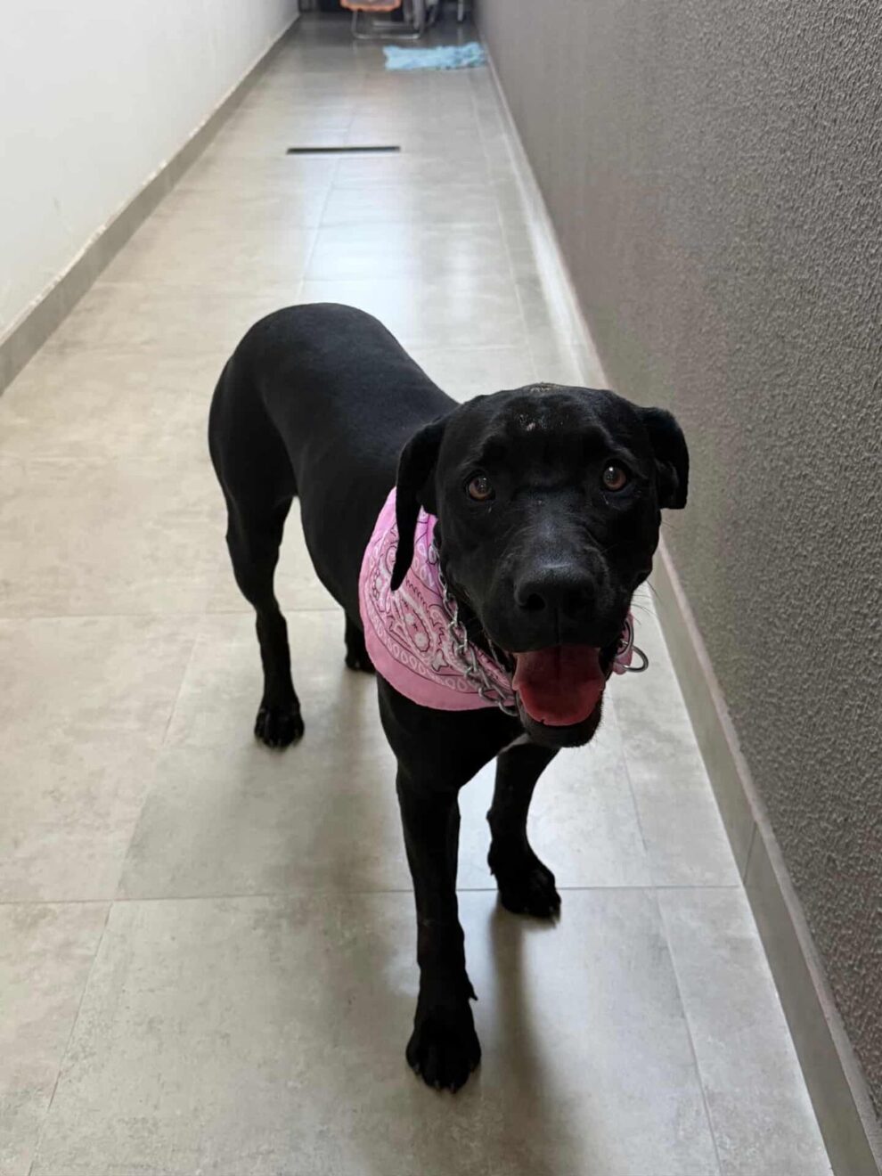 Cachorra é resgatada com perda de dentes e suspeita de agressão em Maringá