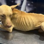 Cachorro resgatado morre no Centro de Bem-Estar Animal de Maringá