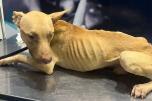 Cachorro resgatado morre no Centro de Bem-Estar Animal de Maringá