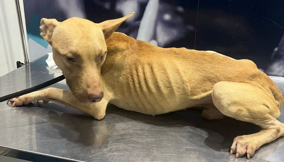 Cachorro resgatado morre no Centro de Bem-Estar Animal de Maringá