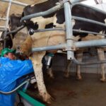 Cadeia do Leite manifesta apreensão com a redução da jornada de trabalho  - Maringá Post