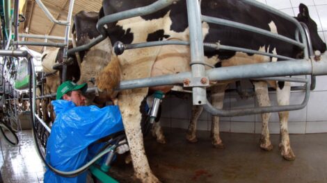 Cadeia do Leite manifesta apreensão com a redução da jornada de trabalho  - Maringá Post