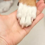 Cadela é resgatada após passar três dias presa em carro em Copacabana