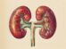 Dia Mundial do Rim: importância do diagnóstico e prevenção da doença renal crônica