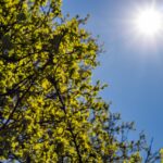 Domingo de sol e calor intenso marca o final de semana em Maringá; confira a previsão