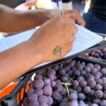 Fiscalização contra ambulantes vira alvo de debate na Câmara de Maringá