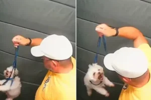 Guarda aposentado agride cãozinho dentro do elevador em SP; vídeo