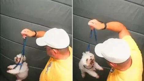 Guarda aposentado agride cãozinho dentro do elevador em SP; vídeo