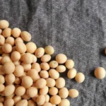 Guerra no Irã ameaça exportação de grãos e suprimento de fertilizantes do Brasil