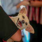 Inscrições para CastraPet abrem na terça-feira (10), em Maringá