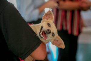 Inscrições para CastraPet abrem na terça-feira (10), em Maringá