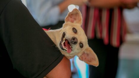 Inscrições para CastraPet abrem na terça-feira (10), em Maringá