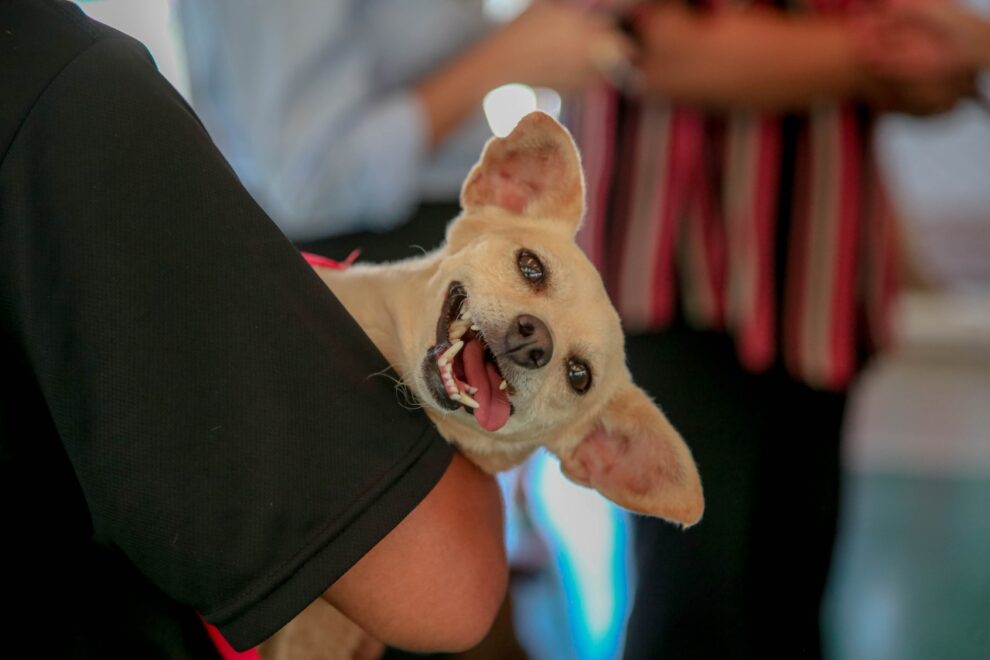 Inscrições para CastraPet abrem na terça-feira (10), em Maringá