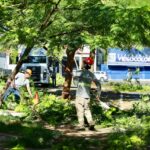 Lei em tramitação na Câmara quer autorizar maringaenses a contratarem laudos com empresas privadas para remoções de árvores