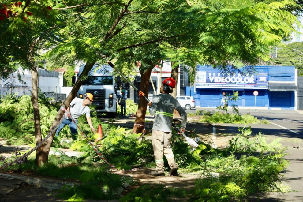 Lei em tramitação na Câmara quer autorizar maringaenses a contratarem laudos com empresas privadas para remoções de árvores