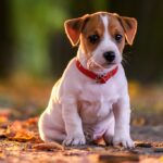 Maringá registra 686 denúncias de maus-tratos a animais em 2026